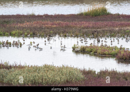 A mixed flock of Dunlin, Ringed Plovers and Curlew Sandpiper on the lagoon at Two Tree Island, Essex Stock Photo
