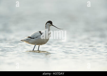 Pied Avocet / Saebelschnaebler ( Recurvirostra avosetta ), standing in shallow waters, wadden sea, Netherlands. Stock Photo