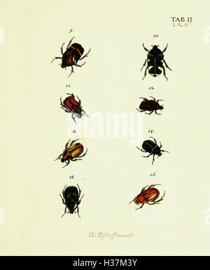 This work features detailed illustrations of insects, including ...