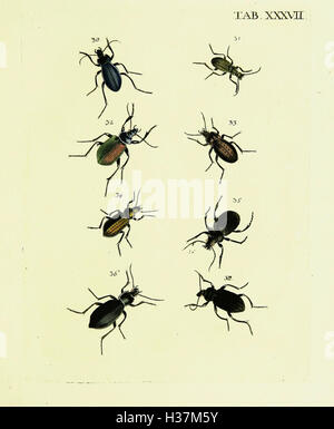 Johann Euseb Voet’s work presents detailed descriptions and ...