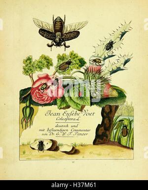 Johann Euseb Voet’s descriptions and illustrations of hard-shelled ...