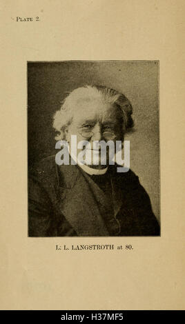 Langstroth on the hive and honey bee BHL182 Stock Photo