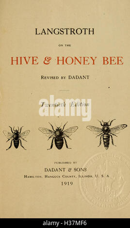 Langstroth on the hive and honey bee BHL182 Stock Photo