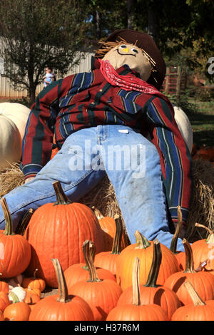 Handmade scarecrow at farm in autumn, with pumpkins in foreground Stock Photo