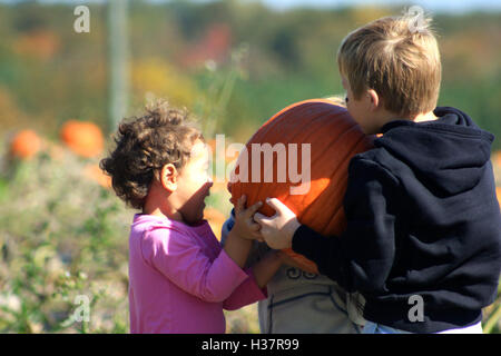 Children picking a large pumpkin from the patch Stock Photo