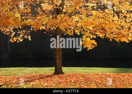 Yellow maple tree  in autumn Stock Photo