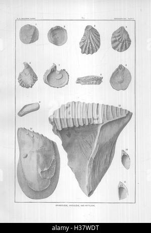 . Mollusca and Crustacea of the Miocene formations of New Jersey ...