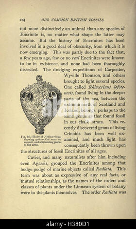 This guide details common British fossils, where to find them, and