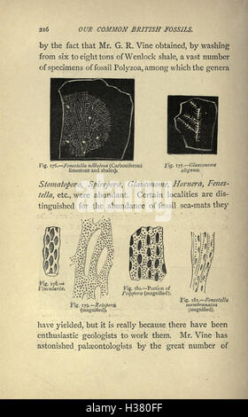 This guide covers common British fossils, detailing where to find them