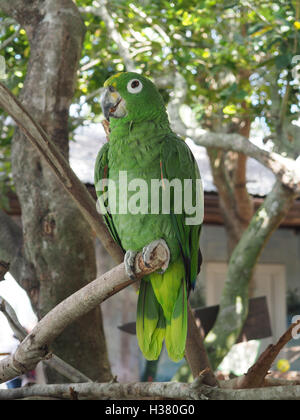 closeup image of a green macaw parrot perched on a tree limb Stock Photo