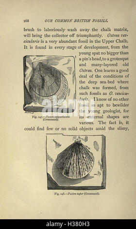 This guide introduces common British fossils and provides details on