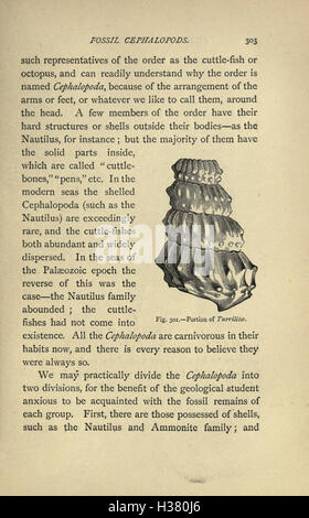 Our common British fossils and where to find them (Page 303) BHL221 Stock Photo