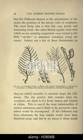 Our common British fossils and where to find them (Page 36) BHL221 Stock Photo