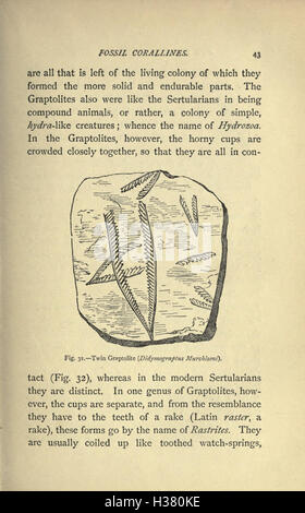 Our common British fossils and where to find them (Page 43) BHL221 Stock Photo