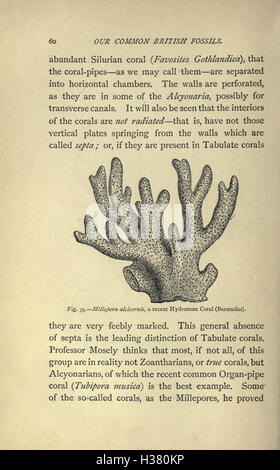 Our common British fossils and where to find them (Page 60) BHL221 Stock Photo