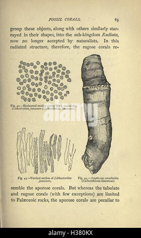 Our common British fossils and where to find them (Page 63) BHL221 Stock Photo