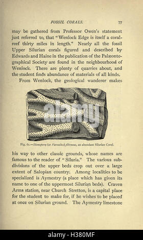 Our common British fossils and where to find them (Page 77) BHL221 Stock Photo