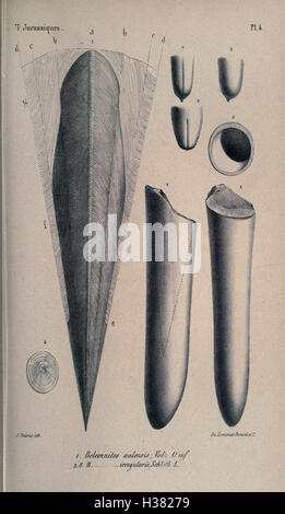 Trinil Java The book discusses the geological and paleontological findings of the ...
