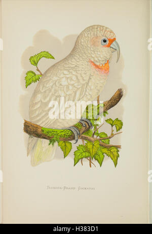 Photo inspiration: Gallery Detail: This Volume Covers The Care Behavior And Breeding Of Parrots