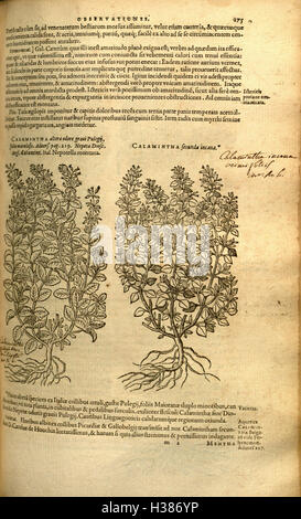This historical botanical work focuses on the description of fragrant ...