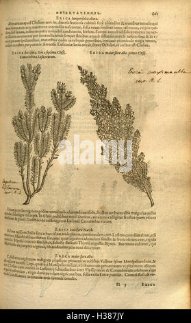 This work by Rembert Dodoens details the history and classification of ...