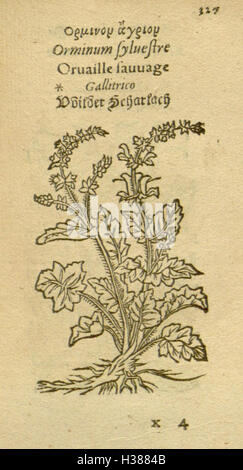 A depiction of various plant species, focusing on their appearance and ...