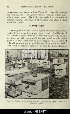 This guide provides practical methods for rearing queen bees, focusing ...