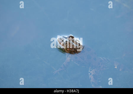 Frog with its head above water but with body and legs visible below water Stock Photo