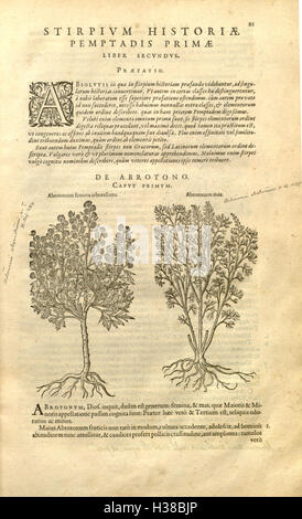 A historical botanical work detailing various plant species and their ...