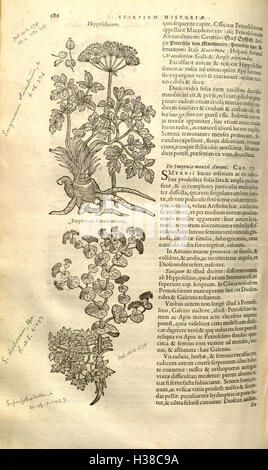 A botanical work by Rembert Dodoens, detailing the classification and ...