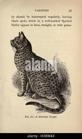 This guide provides an overview of cat classification, various cat ...