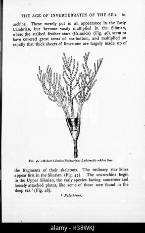 The chain of life in geological time BHL266 Stock Photo