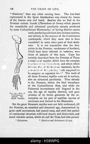 The chain of life in geological time BHL266 Stock Photo