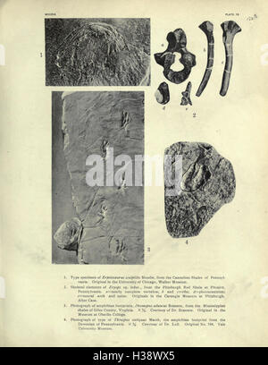 Trinil Java The book discusses the geological and paleontological findings of the ...