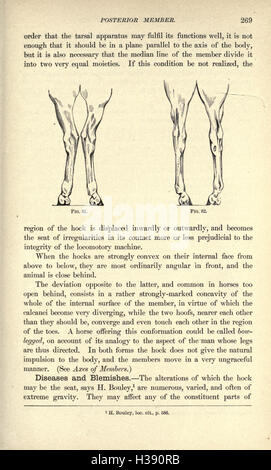 This study focuses on the external anatomy of the horse, examining its ...