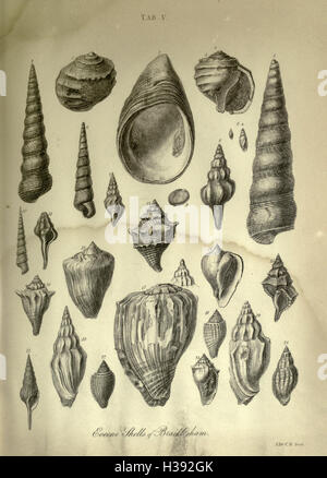 The geology and fossils of the Tertiary and Cretaceous formations of Sussex BHL232 Stock Photo