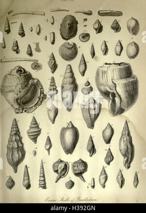 The geology and fossils of the Tertiary and Cretaceous formations of Sussex BHL232 Stock Photo