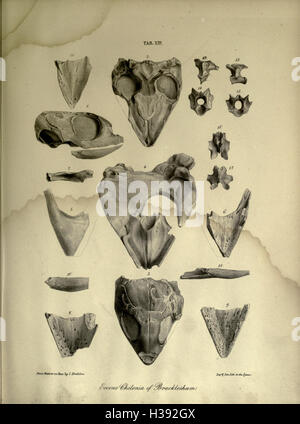 The geology and fossils of the Tertiary and Cretaceous formations of Sussex BHL232 Stock Photo