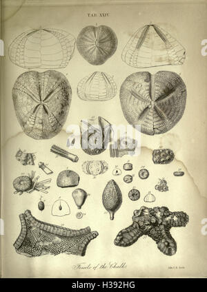 The geology and fossils of the Tertiary and Cretaceous formations of Sussex BHL232 Stock Photo