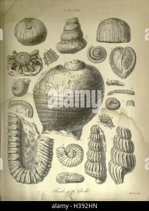 The geology and fossils of the Tertiary and Cretaceous formations of Sussex BHL232 Stock Photo