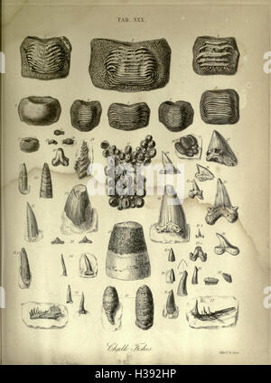 The geology and fossils of the Tertiary and Cretaceous formations of Sussex BHL232 Stock Photo