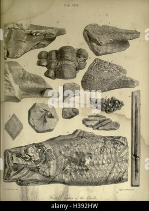 The geology and fossils of the Tertiary and Cretaceous formations of Sussex BHL232 Stock Photo