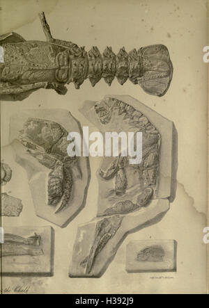 The geology and fossils of the Tertiary and Cretaceous formations of Sussex BHL232 Stock Photo