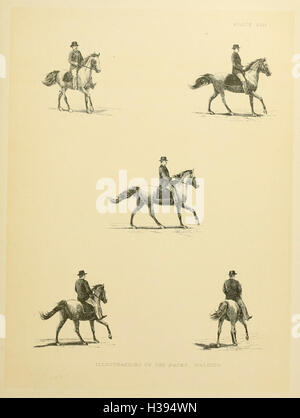 The horse in motion BHL182 Stock Photo