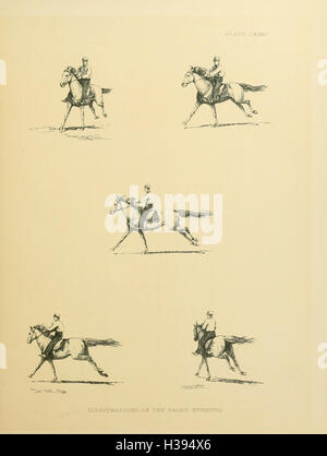 The horse in motion BHL182 Stock Photo