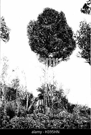 The indigenous trees of the Hawaiian Islands (1913) (2010498 Stock Photo
