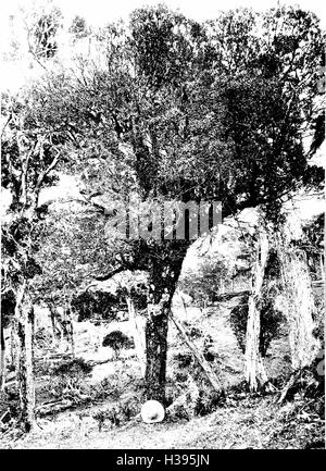 The indigenous trees of the Hawaiian Islands (1913) (2053939 Stock Photo