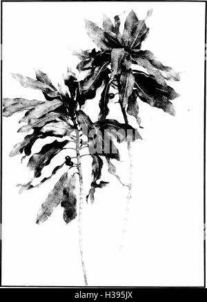 The indigenous trees of the Hawaiian Islands (1913) (2071680 Stock Photo