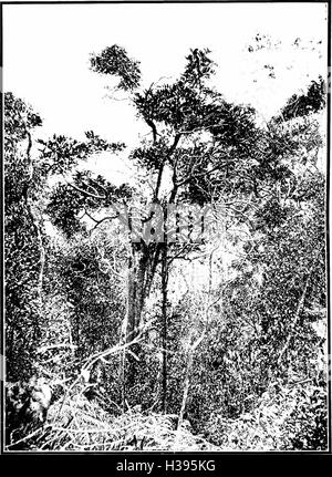 The indigenous trees of the Hawaiian Islands (1913) (2073288 Stock Photo