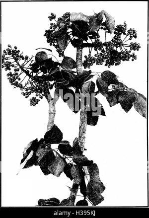 The indigenous trees of the Hawaiian Islands (1913) (2073289 Stock Photo